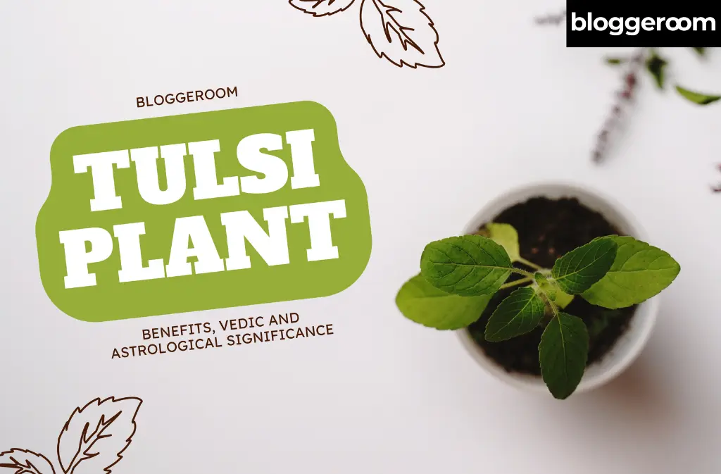 Tulsi Plant - Bloggeroom
